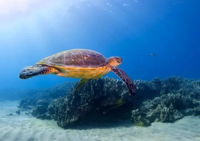 Aqua Adventure Molokini Snorkel: Small Group, Open Bar, SNUBA Option